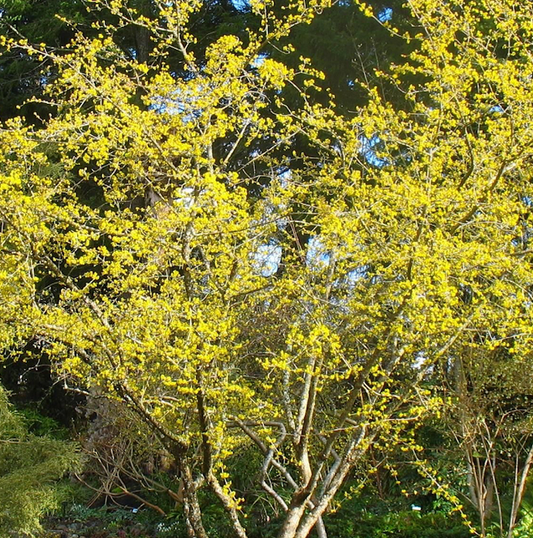 Cornelian Cherry Dogwood (Cornus Mas)