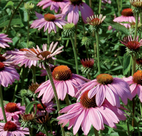 Coneflower, Common Purple