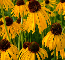 Coneflower, 'Paradoxa' (Echinacea purpurea 'Paradoxa')