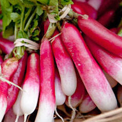 Radish, French Breakfast