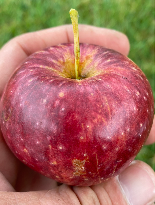 Apple, Frostbite (Malus ‘Frostbite’)