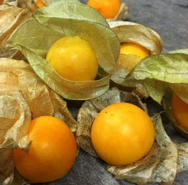 Ground Cherry, Aunt Molly's