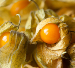 Ground Cherry, Loewen