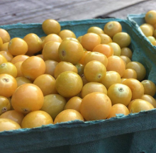 Ground Cherry, Mary’s Niagara