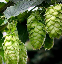 Hops, Cascade (Humulus lupulus 'Cascade')