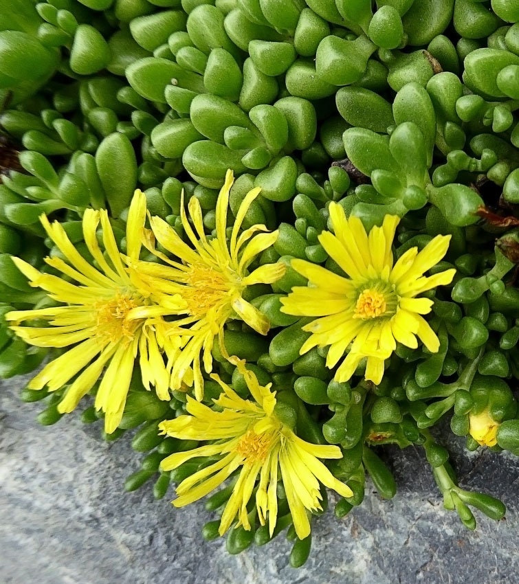 Ice Plant (Yellow Flower) - Cold Hardy (Delosperma nubigenum)