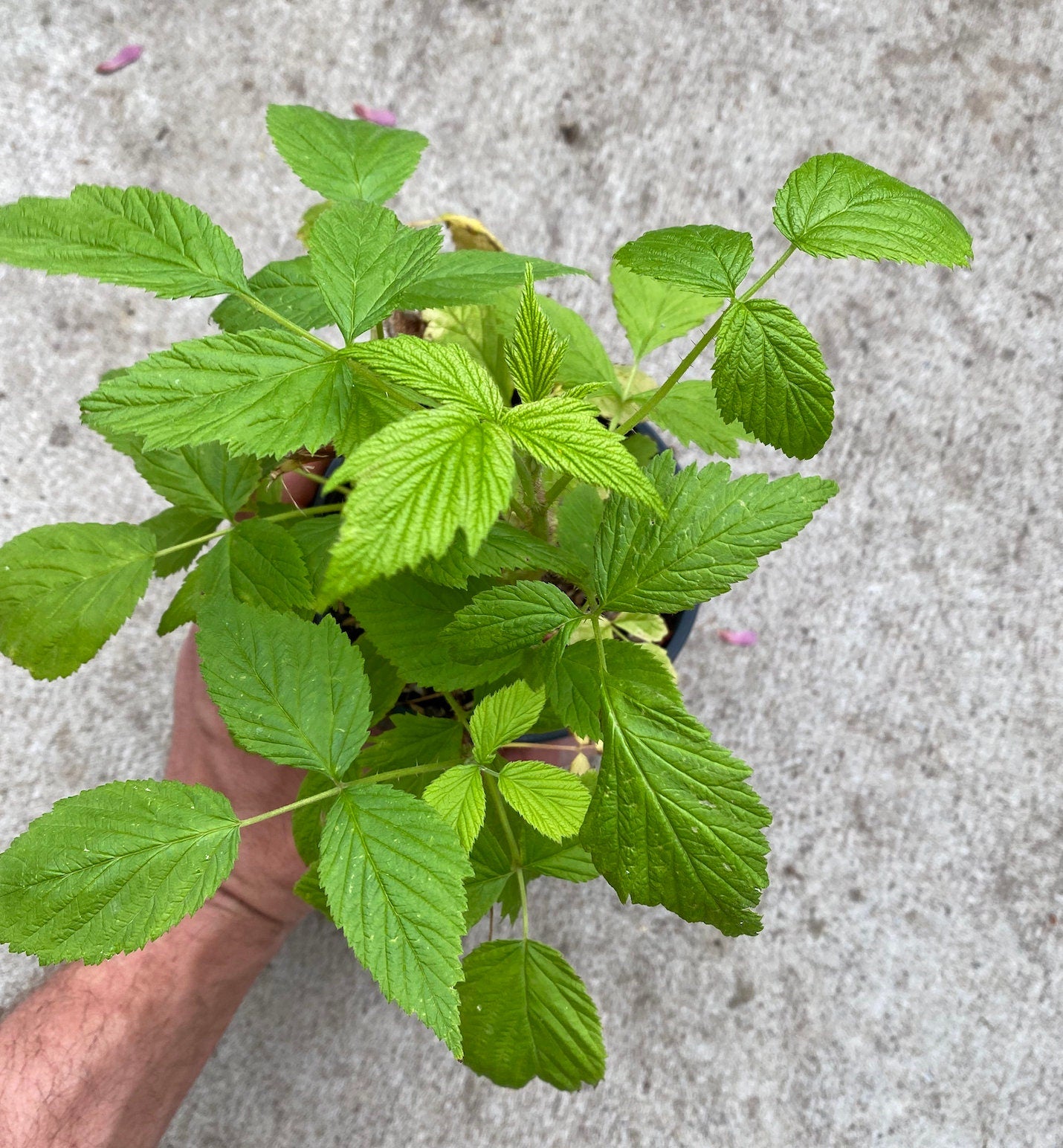 Raspberry, 'Fall Gold' (Rubus idaeus 'Fall Gold')