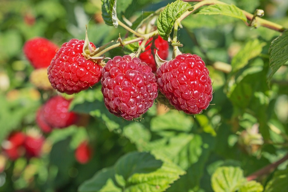 Raspberry, Red 'Heritage' – Western Reserve Heritage Seed Co.