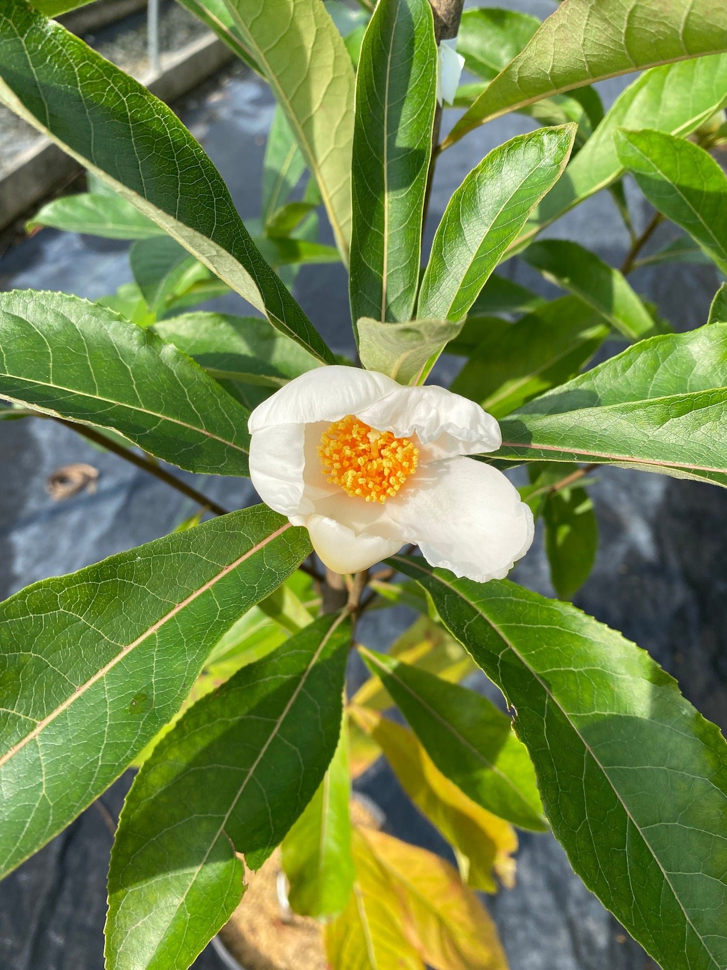 Franklin Tree (Franklinia alatamaha)