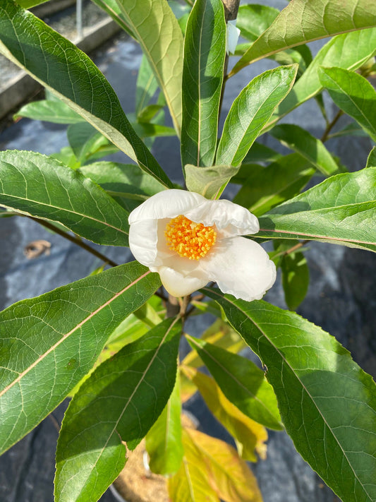 Franklin Tree (Franklinia alatamaha)