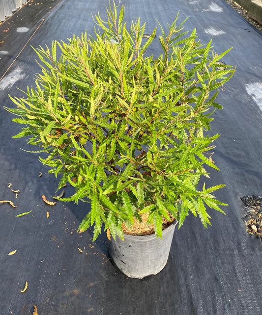 Sweet Fern (Comptonia peregrina)