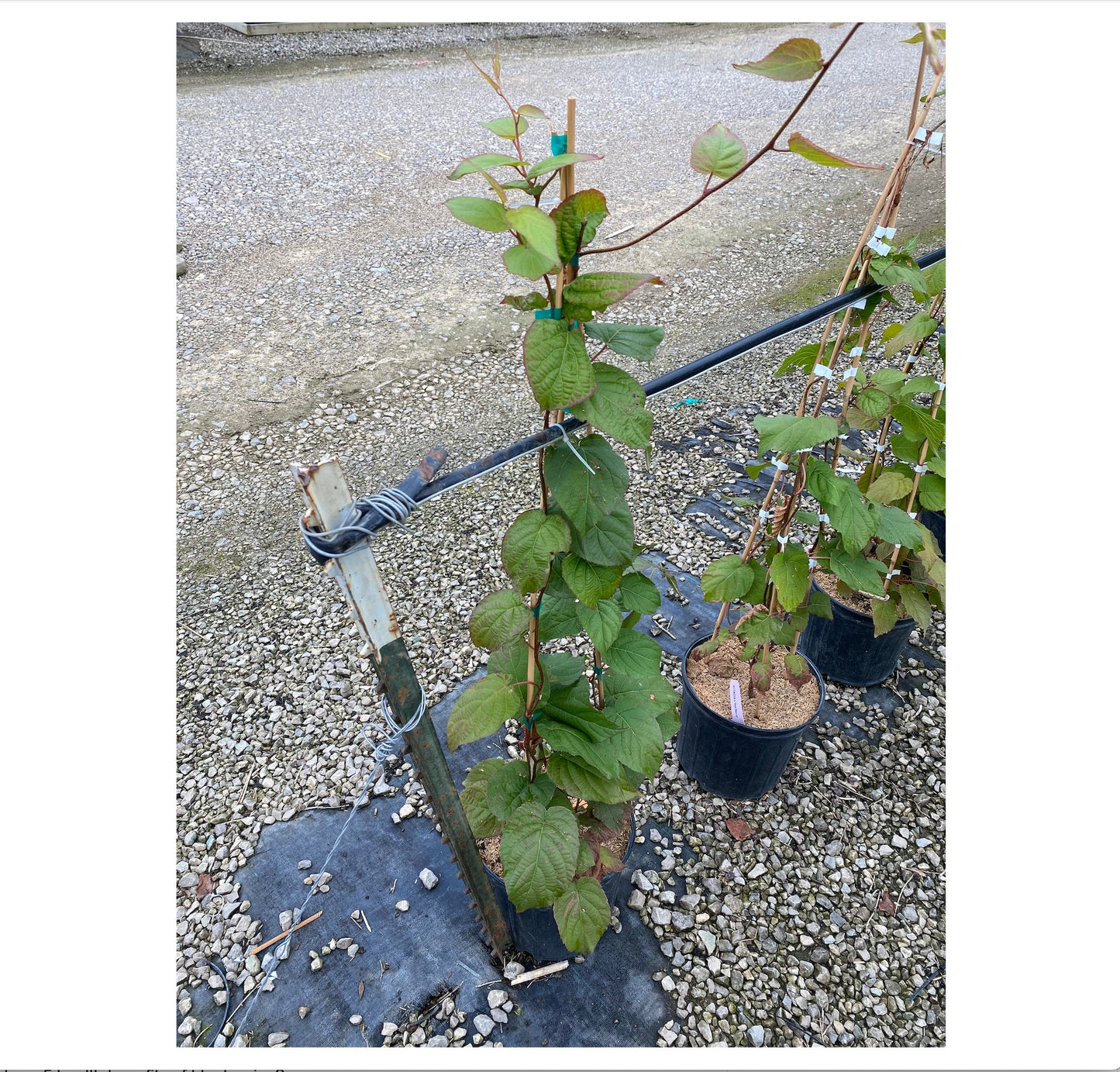 Kiwi, Hardy - 'Red Beauty'  (Female)