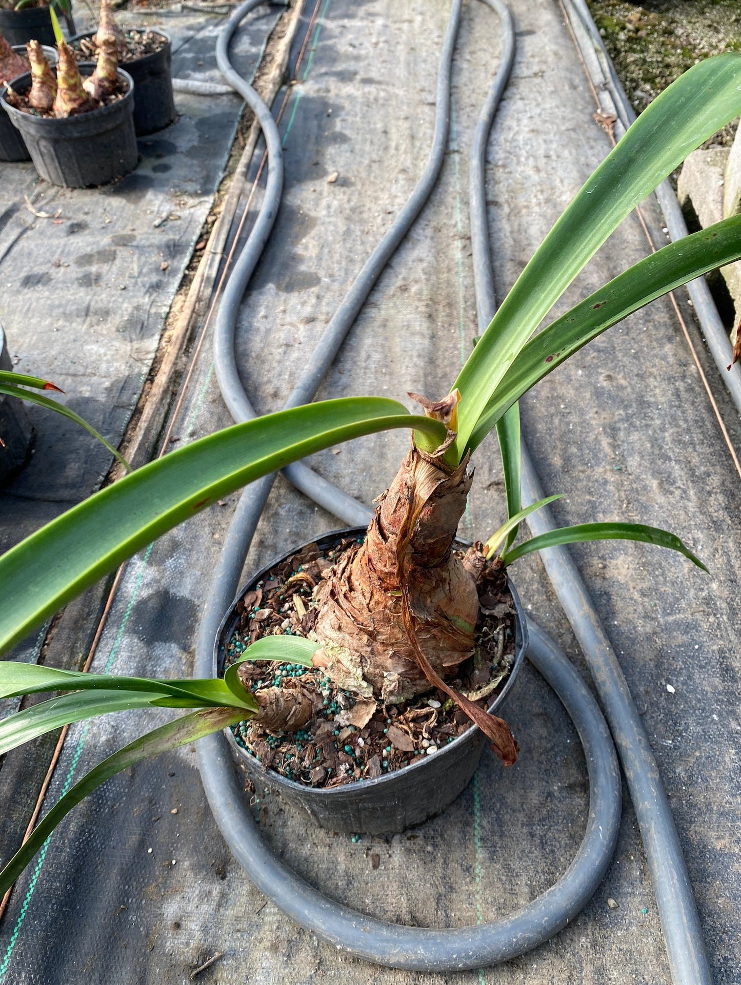 Butterfly Amaryllis (Hippeastrum papilio)