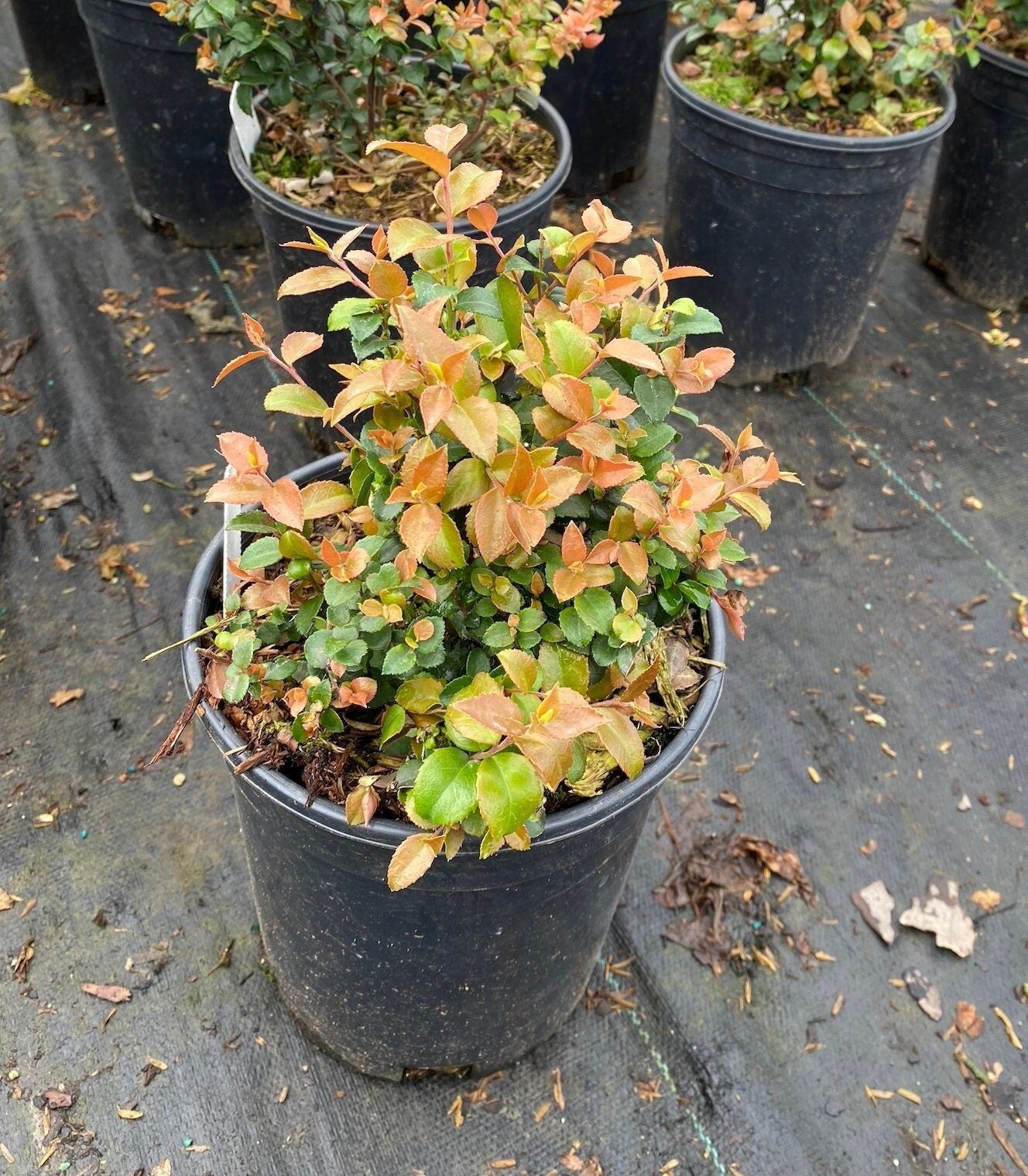 Evergreen Huckleberry (Vaccinium ovatum)