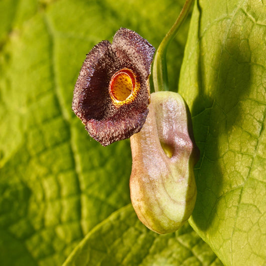 Dutchman's Pipe (Aristolochia macrophylla)