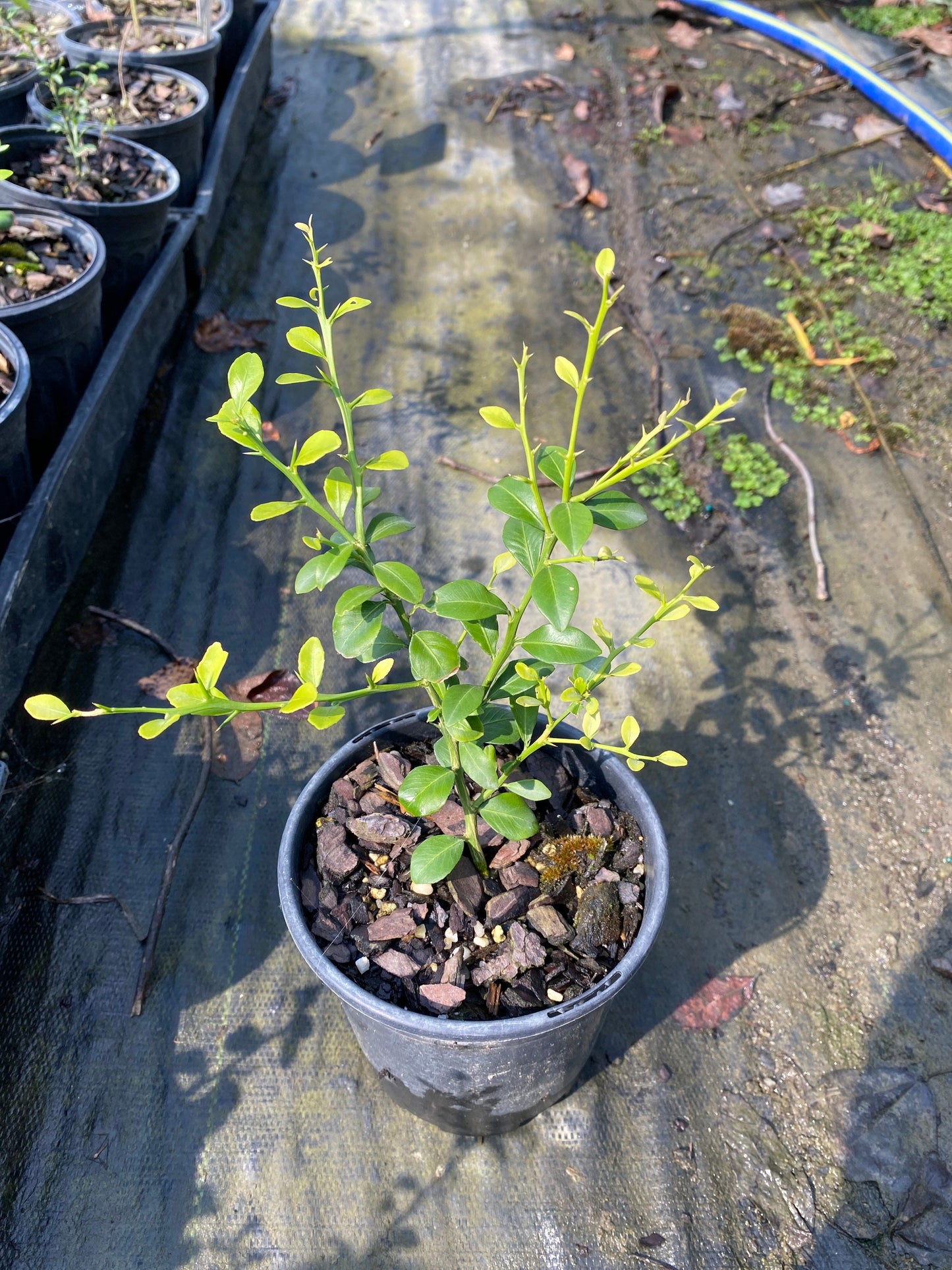 Australian Finger Lime (Citrus australasica)