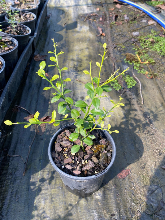 Australian Finger Lime (Citrus australasica)