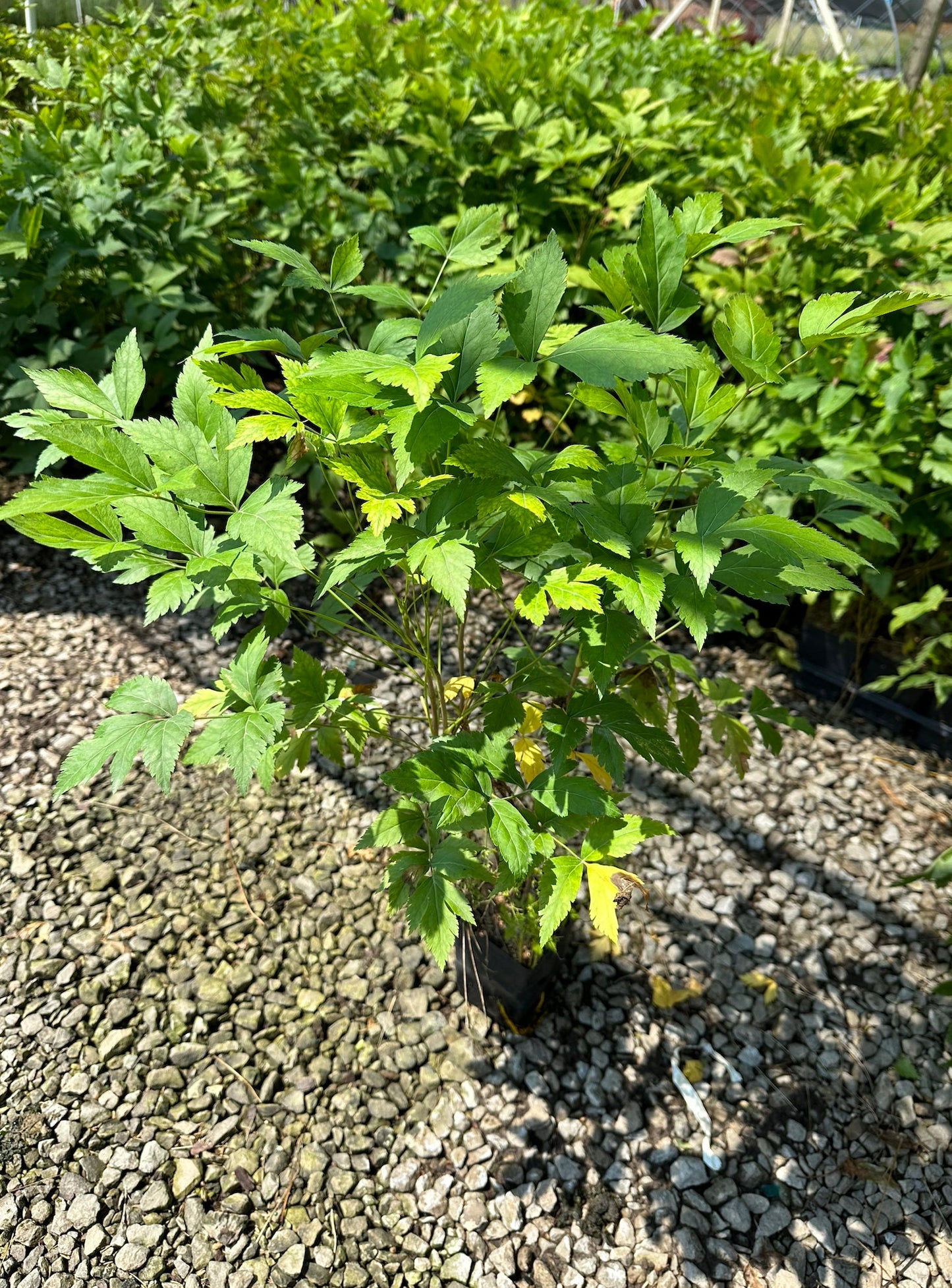 Yellowroot (Xanthorhiza simplicissima)