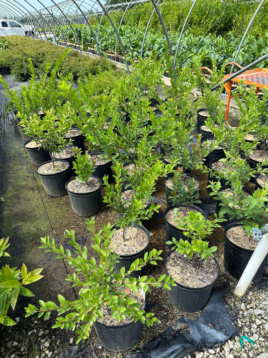 Beach Plum (Prunus maritima)