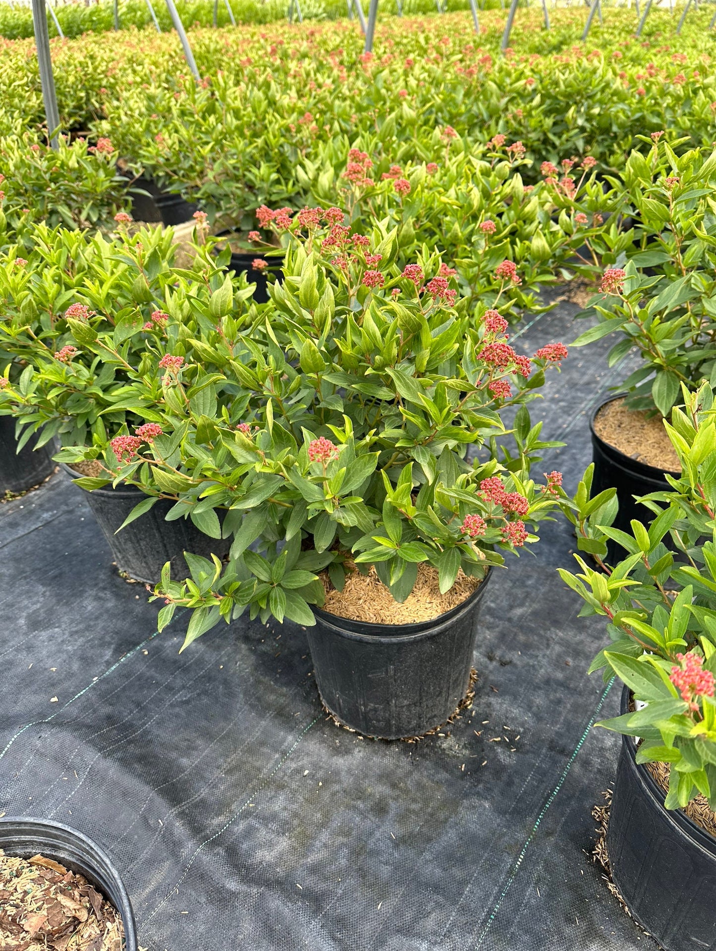 New Jersey Tea (Ceanothus americanus)