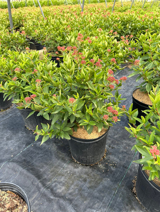 New Jersey Tea (Ceanothus americanus)