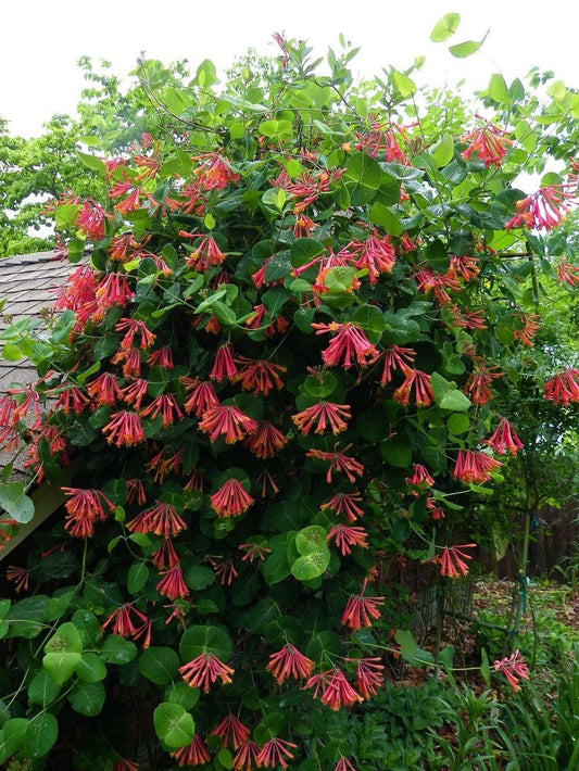 Blanche Sandman' Coral Honeysuckle (Lonicera sempervirens 'Blanche Sandman')