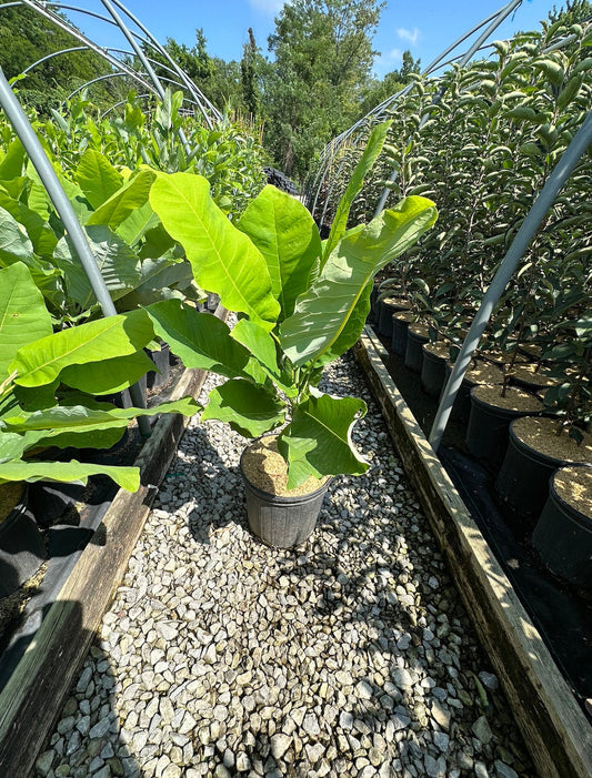 Magnolia, Bigleaf (Magnolia macrophylla)
