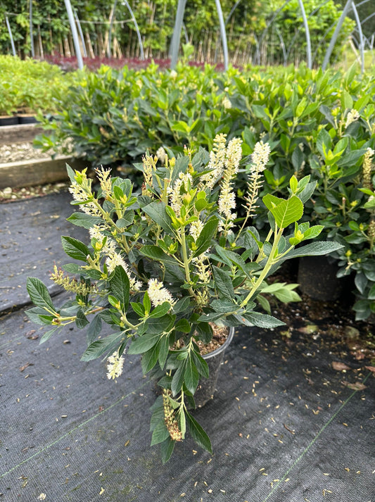 Summersweet (Clethra alnifolia)