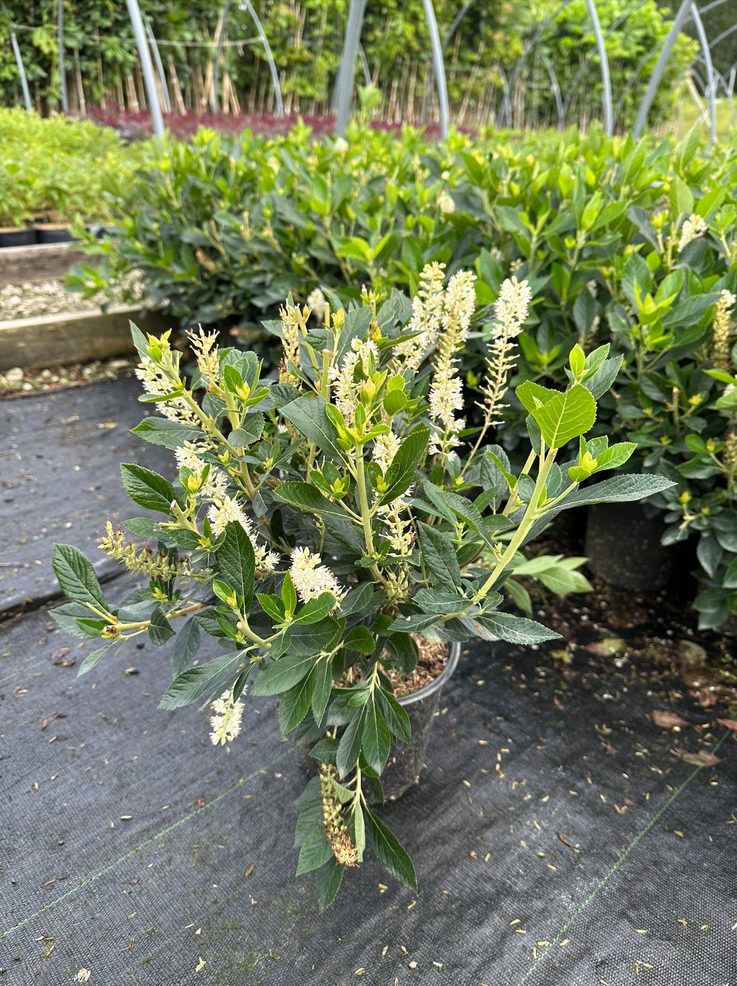 Summersweet, 'Sixteen Candles’ (Clethra alnifolia 'Sixteen Candles’)
