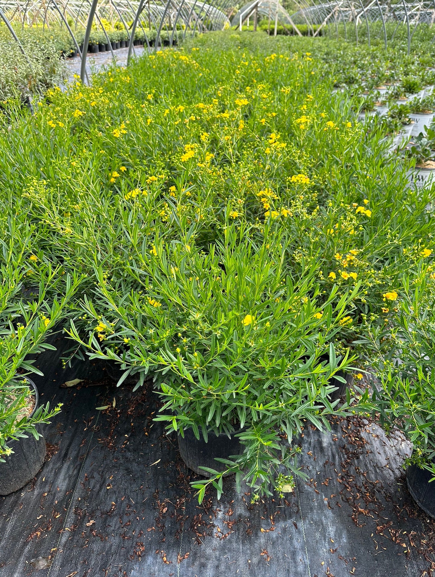 Kalm's St. Johns Wort (Hypericum kalmianum)
