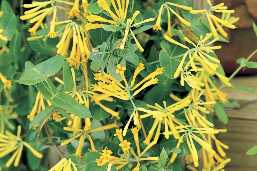 Coral Honeysuckle, 'John Clayton' (Lonicera sempervirens f. sulphurea 'John Clayton')