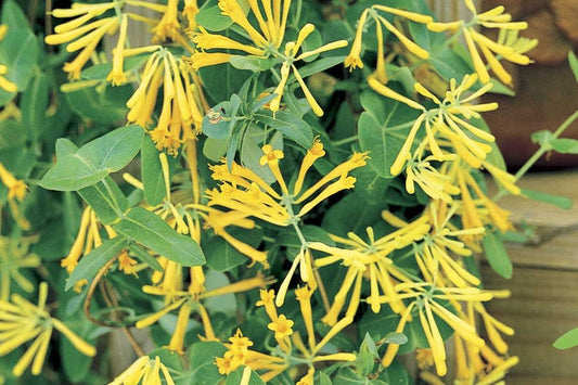 Coral Honeysuckle, 'John Clayton' (Lonicera sempervirens f. sulphurea 'John Clayton')