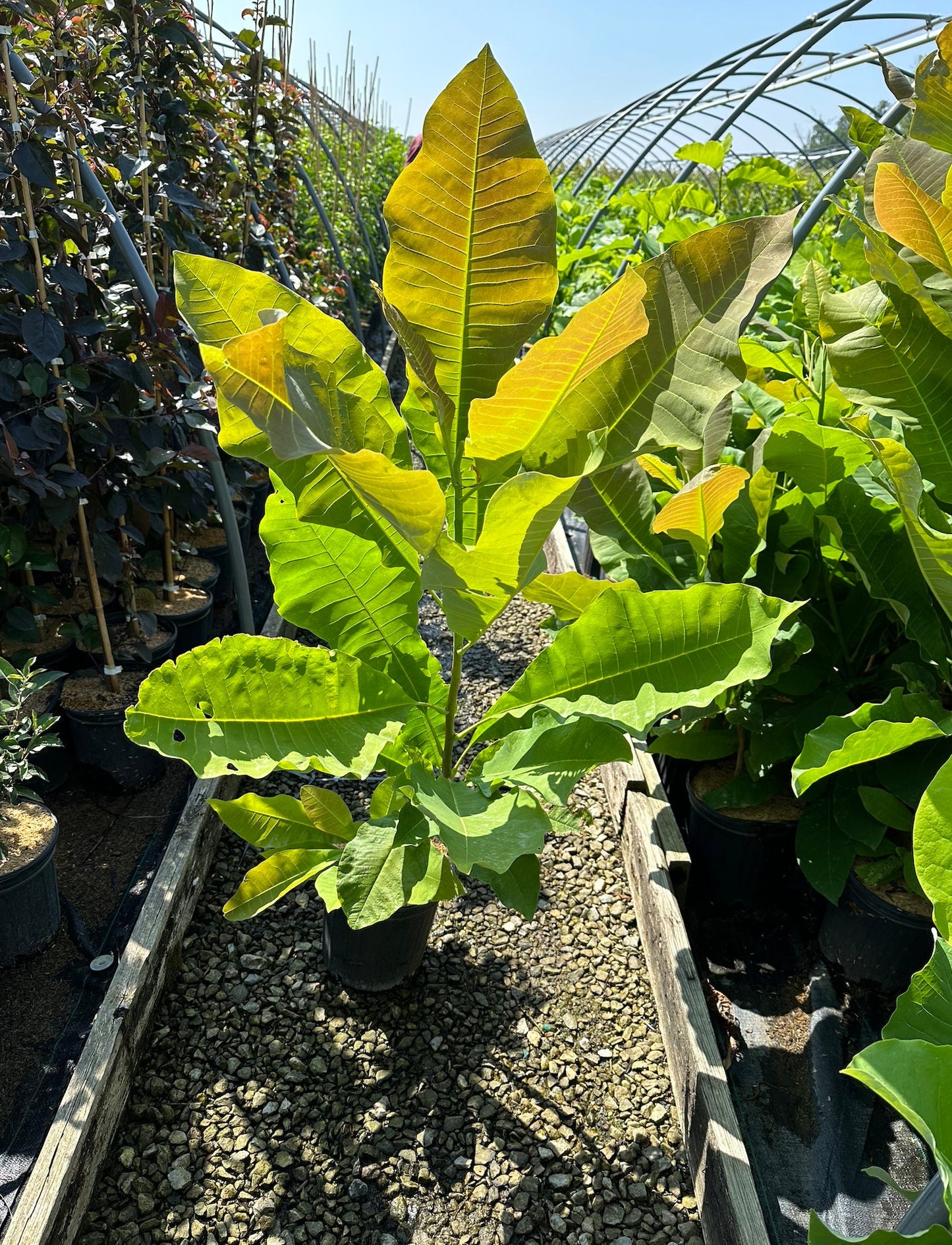 Magnolia, Umbrella (Magnolia tripetala)