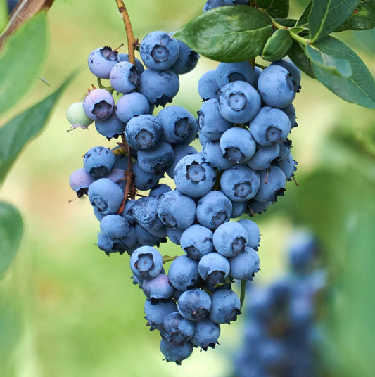 Highbush Blueberry, 'O'Neal' (Vaccinium x 'O'neal')