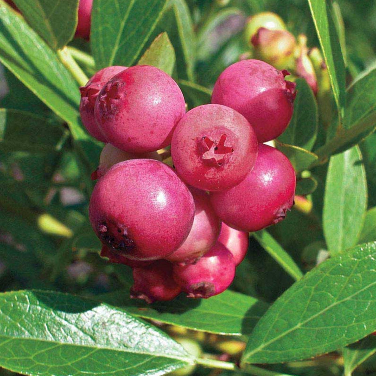 Blueberry, 'Pink Lemonade' (Vaccinium x 'Pink Lemonade')
