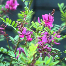 Chinese Indigo (Indigofera kirilowii)