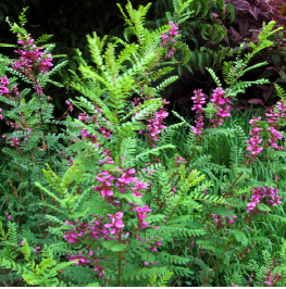 Himalayan Indigo (Indigofera heterantha)