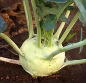 Kohlrabi, White Vienna