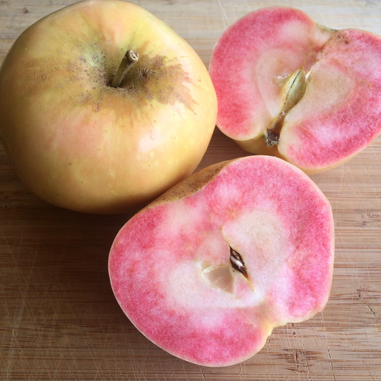 Apple, Pink Pearl (Malus ‘Pink Pearl’)