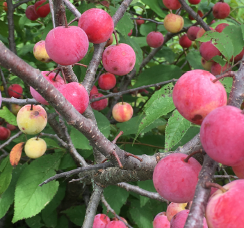 American Plum (Prunus americana)