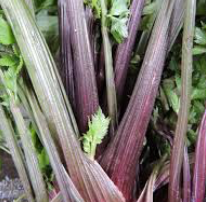 Rhubarb, Pink Plume