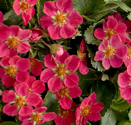 Strawberry, Lipstick