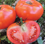 Tomato - Livingston's Paragon