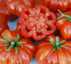 Tomato - Rosso