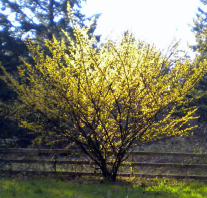 Witchhazel (Hamamelis virginiana)